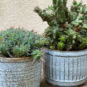 עציצים ונוי